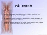 /album/musklerna/a6-musklerna-002-jpeg/